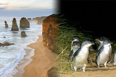 Melbourne Super Saver: Great Ocean Road + Phillip Island + Attraction Pass - eAccommodation 0
