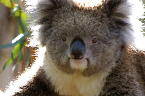 Melbourne Super Saver: Great Ocean Road + Phillip Island + Attraction Pass - eAccommodation 3