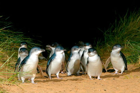 Puffing Billy, Moonlit Sanctuary & Penguins Day Tour - eAccommodation 0