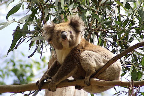 Melbourne Combo: Great Ocean Road, Puffing Billy, Moonlit Sanctuary & Penguins - eAccommodation 3