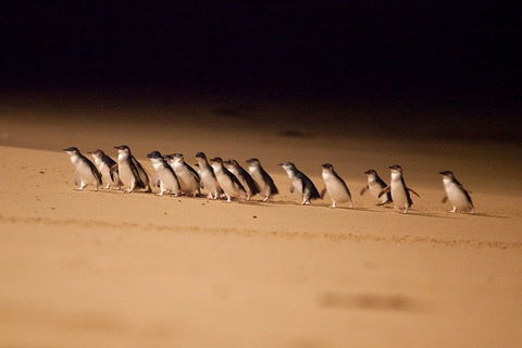 Melbourne Combo: Great Ocean Road + Phillip Island Express + Attraction Pass - eAccommodation 0