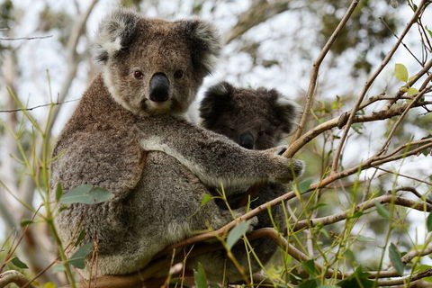 Melbourne Combo: Great Ocean Road + Phillip Island Express + Attraction Pass - eAccommodation 2