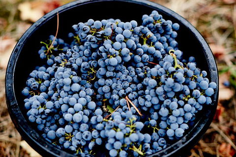 Melbourne City Tour And Half Day Yarra Valley In One Day - eAccommodation 4