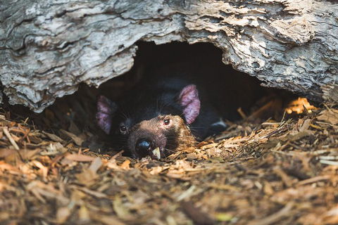 Private Tour: Phillip Island, Penguin Parade And Moonlit Sanctuary Conservation Park From Melbourne - eAccommodation 0