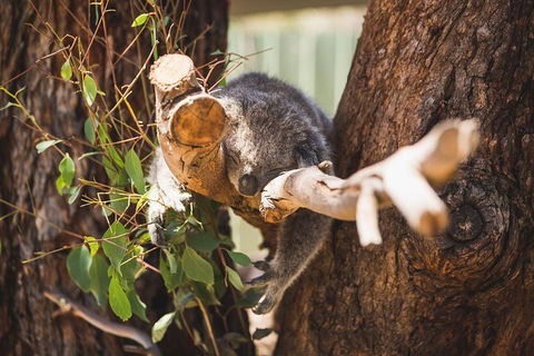 Private Tour: Phillip Island, Penguin Parade And Moonlit Sanctuary Conservation Park From Melbourne - eAccommodation 1