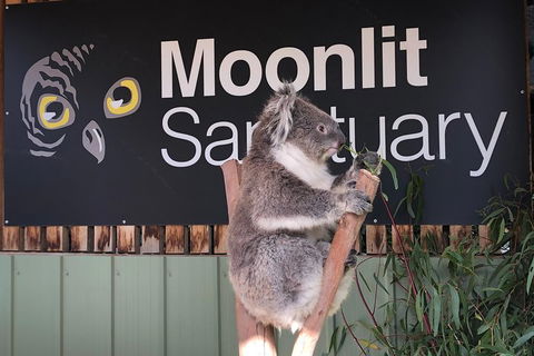 Private Tour: Phillip Island, Penguin Parade And Moonlit Sanctuary Conservation Park From Melbourne - eAccommodation 3
