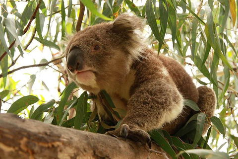 Private Tour: Phillip Island, Penguin Parade And Moonlit Sanctuary Conservation Park From Melbourne - eAccommodation 5