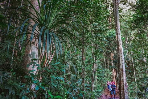 Atherton Tablelands Rain Forest By Night From Cairns - eAccommodation 0