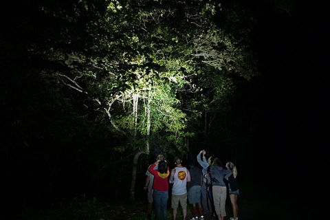 Atherton Tablelands Rain Forest By Night From Cairns - eAccommodation 2