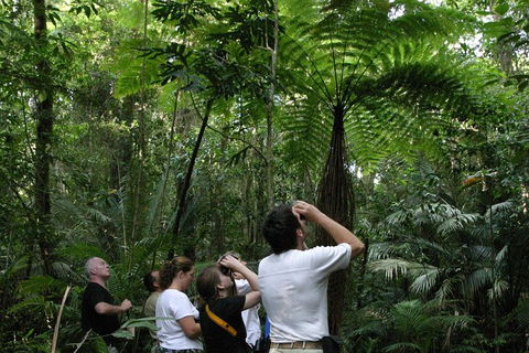 Atherton Tablelands Rain Forest By Night From Cairns - eAccommodation 3