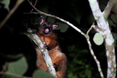 Atherton Tablelands Rain Forest By Night From Cairns - eAccommodation 4