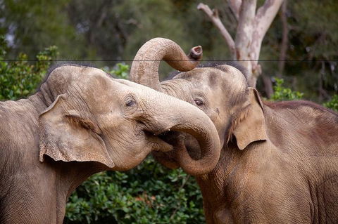 Melbourne Zoo General Entry Ticket - eAccommodation 0