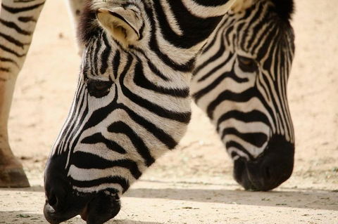 Melbourne Zoo General Entry Ticket - eAccommodation 1