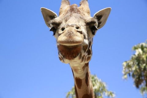 Melbourne Zoo General Entry Ticket - eAccommodation 2