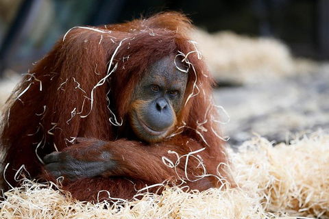 Melbourne Zoo General Entry Ticket - eAccommodation 3