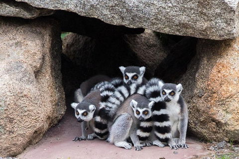 Melbourne Zoo General Entry Ticket - eAccommodation 4