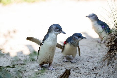 Melbourne Zoo General Entry Ticket - eAccommodation 5