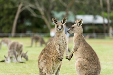 Melbourne Short Break Holiday To The Great Ocean Road & Grampians 3 Day Escape - eAccommodation 5