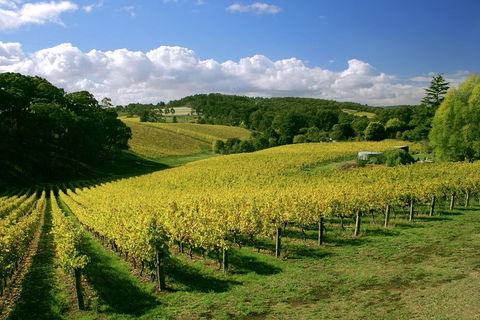 McLaren Vale And Glenelg Wine Tasting And Sightseeing (Half-day Afternoon) - eAccommodation 4