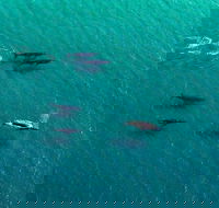 40-45 Minute Port Stephens and Stockton Beach Helicopter Flight - For 2 - eAccommodation