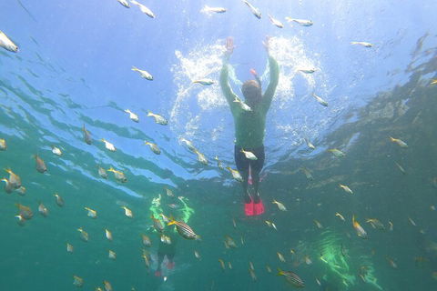 Manly Snorkel Trip And Nature Walk With Local Guide - eAccommodation 0
