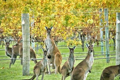 Margaret River Indulge And Discover Day Tour - eAccommodation 0