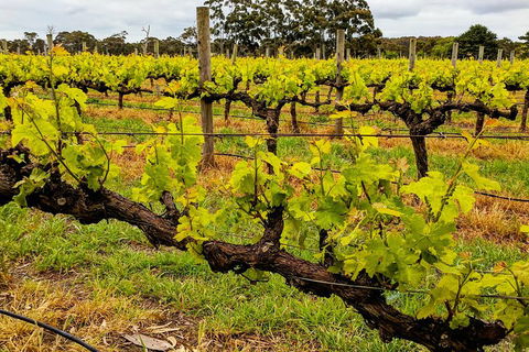 Margaret River Indulge And Discover Day Tour - eAccommodation 5
