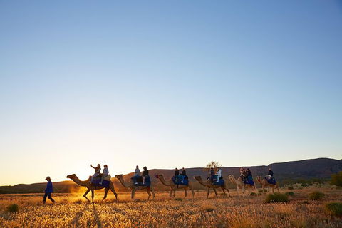 Alice Springs Camel Tour - eAccommodation 1