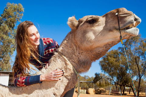 Alice Springs Camel Tour - eAccommodation 2