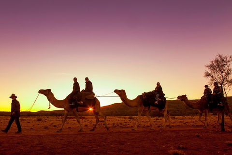 Alice Springs Camel Tour - eAccommodation 4