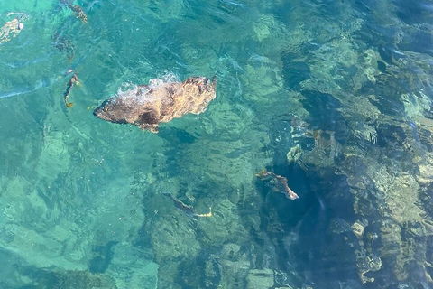 Aquascene Magnetic Island Discovery Tour - eAccommodation 1