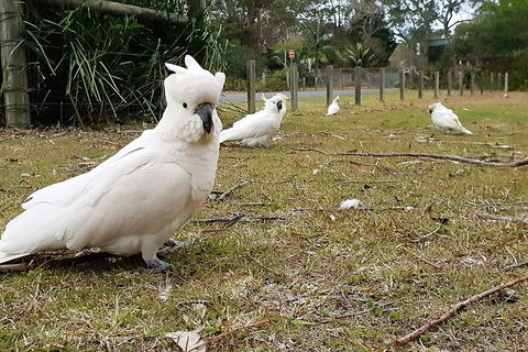 Kiama South Coast Tour With Coastline, Farmlands, Aboriginal Engravings & Lunch - eAccommodation 0