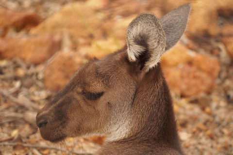 Australian Animals, Seascape And Sunset Photography Tour - eAccommodation 0