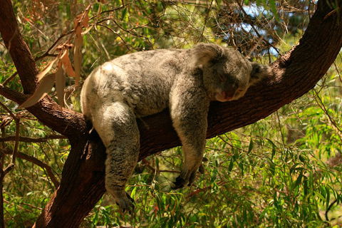 Australian Animals, Seascape And Sunset Photography Tour - eAccommodation 1