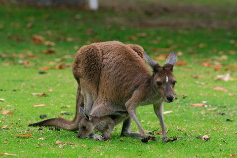 Australian Animals, Seascape And Sunset Photography Tour - eAccommodation 2