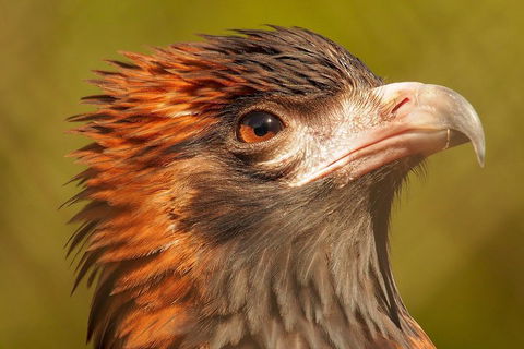 Australian Animals, Seascape And Sunset Photography Tour - eAccommodation 4