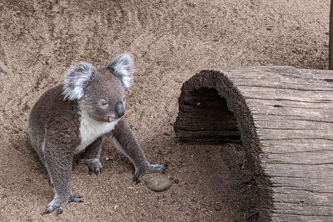 Australian Wildlife & Waterfalls Private Tour With 'Personalised Sydney Tours' - eAccommodation 0