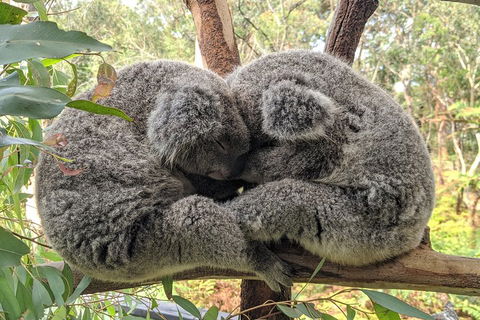 Australian Wildlife & Waterfalls Private Tour With 'Personalised Sydney Tours' - eAccommodation 2