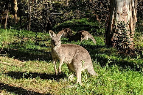 Australian Wildlife & Waterfalls Private Tour With 'Personalised Sydney Tours' - eAccommodation 3