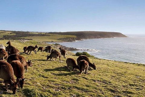 Kangaroo Island Personal Group Tours - eAccommodation 0