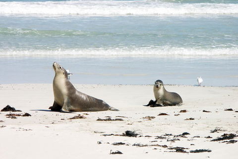 Kangaroo Island Personal Group Tours - eAccommodation 3