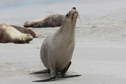Kangaroo Island Personal Group Tours - eAccommodation 4