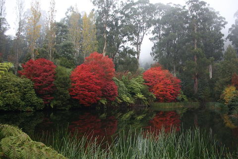 LGBT+ Friendly Full Day Yarra Valley & Dandenong Ranges Private Tour - eAccommodation 2