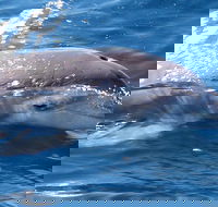 Jervis Bay Dolphin Watch Cruise - eAccommodation