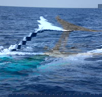 Whale Watching Jervis Bay - eAccommodation