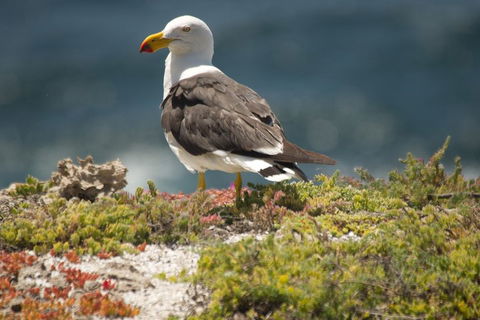 From The Mountains To The Bay - 4 Day Rediscovery Small Group Tour - eAccommodation 1