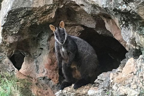 Inside The Greater Blue Mountains World Heritage - A Wildlife Safari Overnight - eAccommodation 1