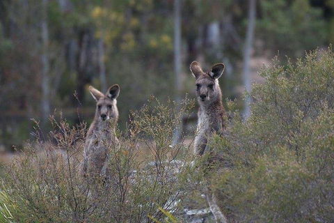 Inside The Greater Blue Mountains World Heritage - A Wildlife Safari Overnight - eAccommodation 2