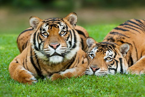The Ultimate Gold Coast Attractions Pass - eAccommodation 2