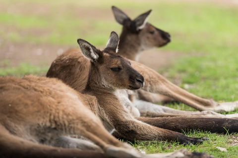 Private Ballarat And Sovereign Hill Tour From Melbourne - eAccommodation 0